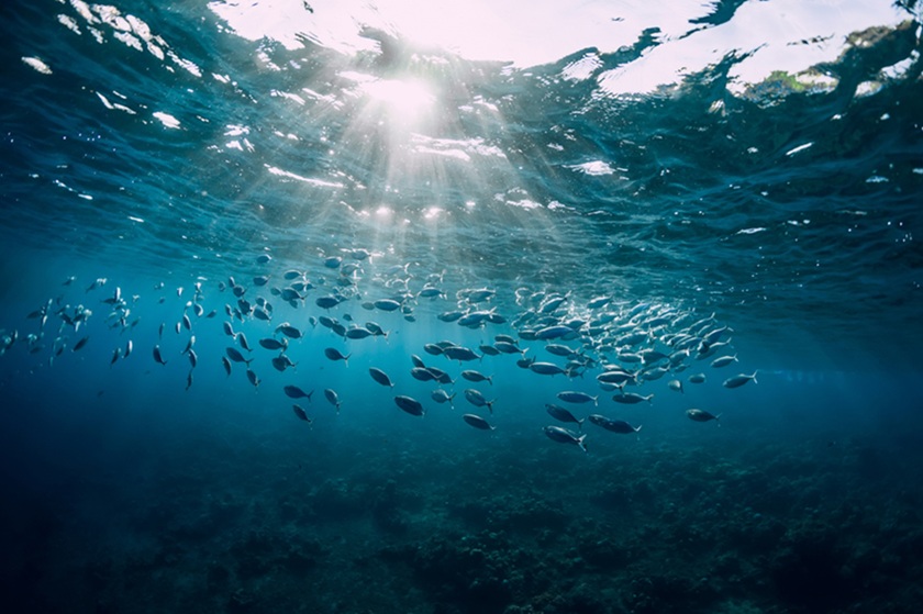 Peixes Brasil